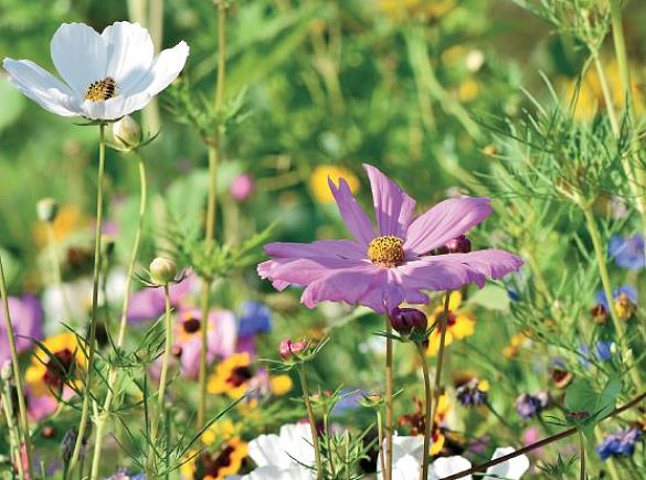 Wildblumenwiese: Ein Bild des Flyers Bremer Vorgärten - klimafreundlich, naturnah und pflegeleicht (C) pixabay.com