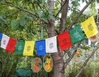 © Martin Köhler - Garten von Doris De Cruz: Kirschbaum und Tibetfahne