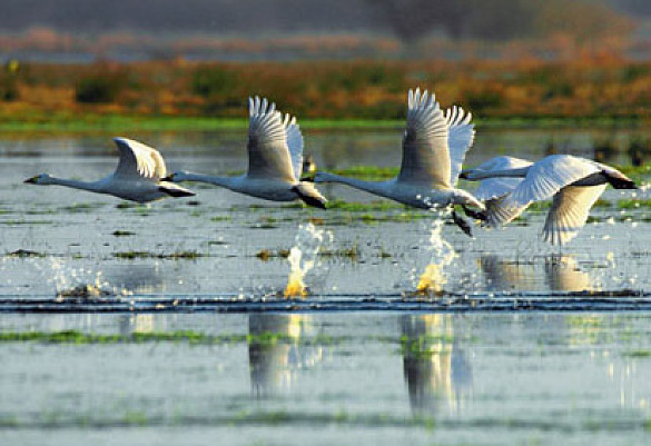 Zwergschwäne fliegen über Wasser: Rückenwind für Meeresschutz und Biodiversität in Flüssen und Küstengewässern
